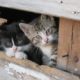 День котят отмечается 10 июля